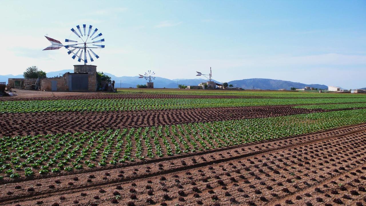 Finca Can Capelli Búger